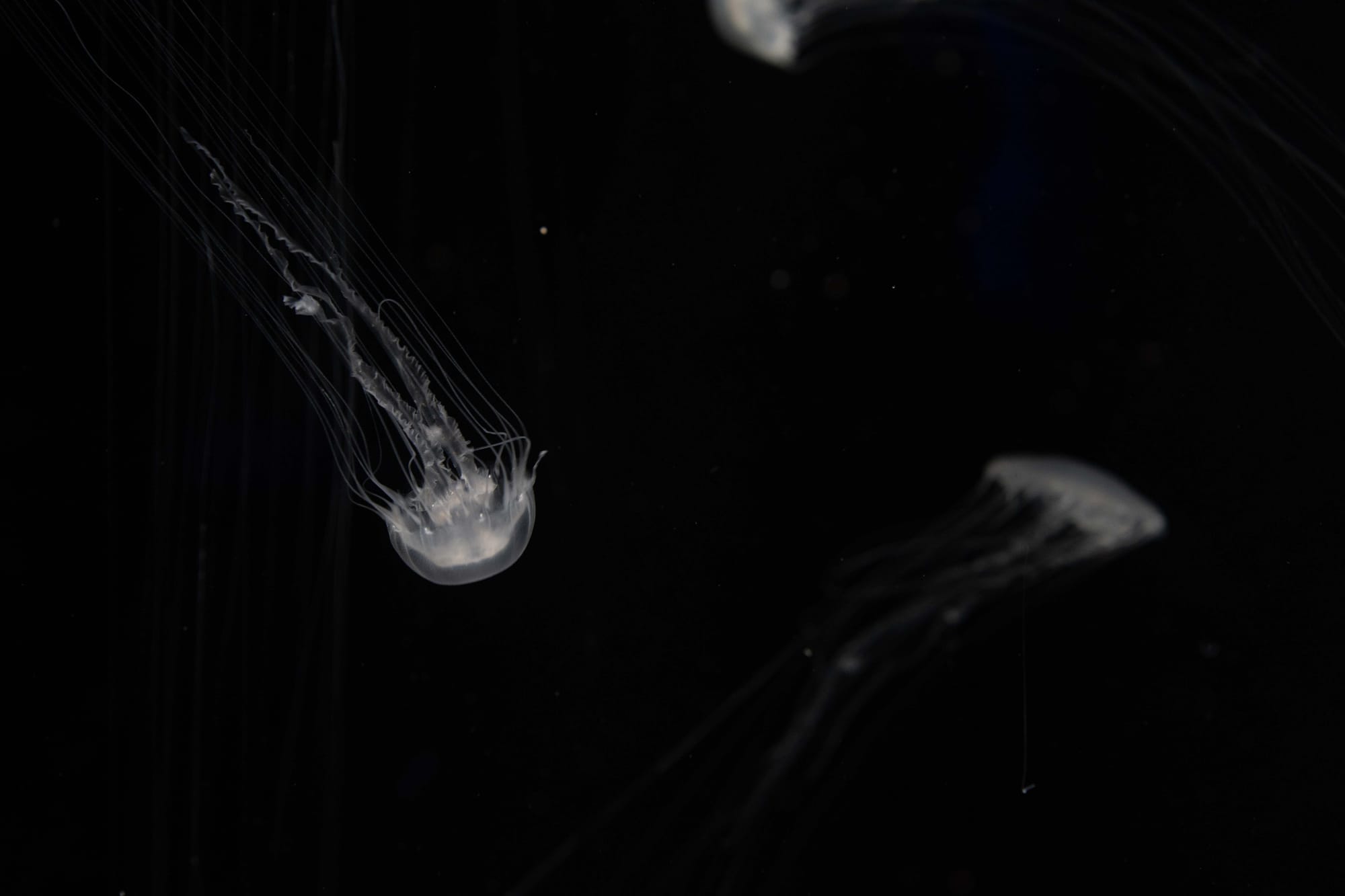 notes from singapura 3