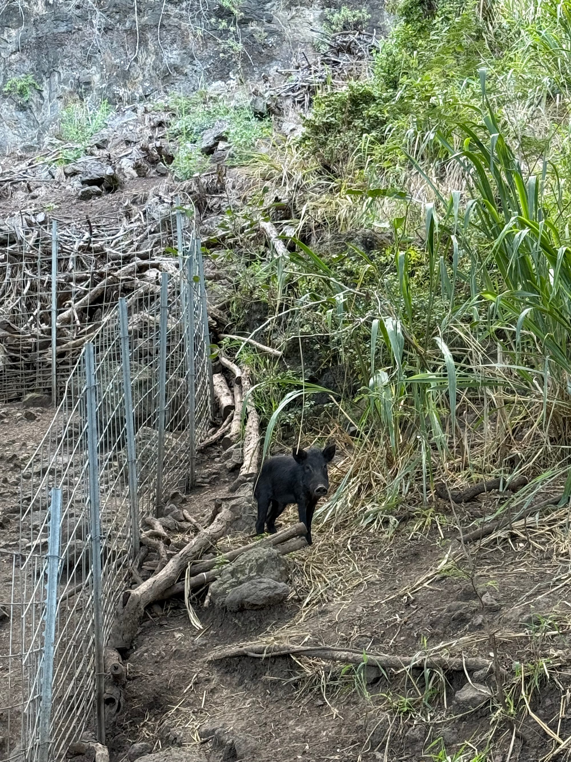 things i think about while powerwashing 147