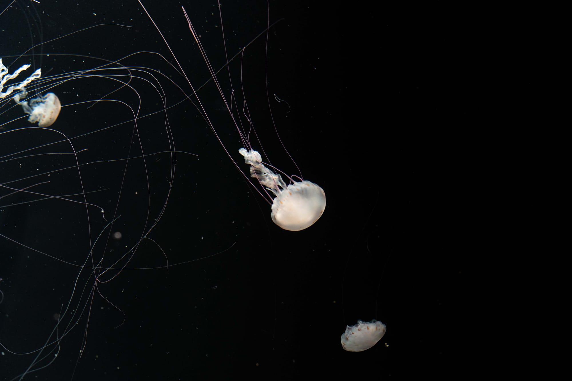 things i think about while powerwashing 150