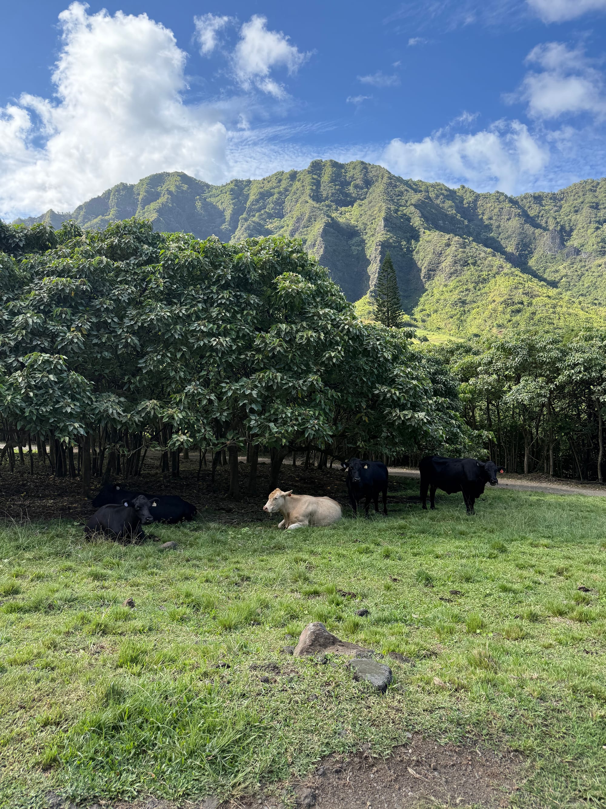 things i think about while powerwashing 150