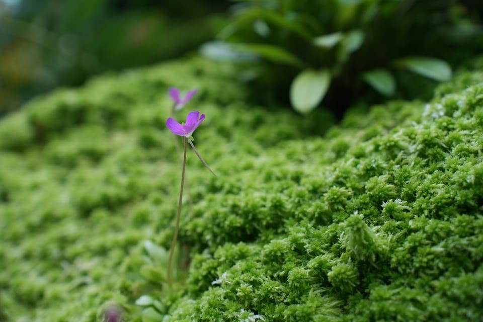 notes from singapura