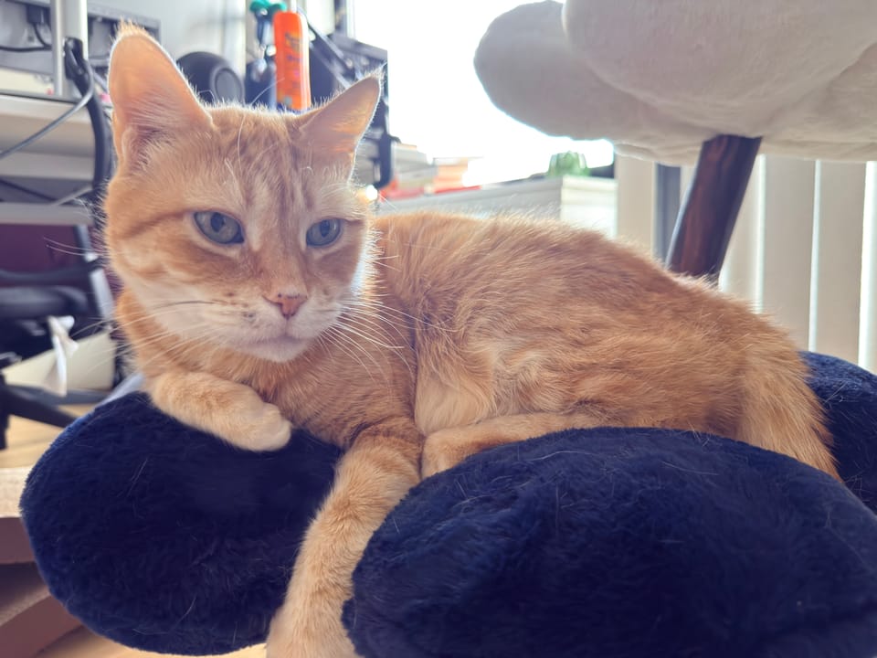 happy thanksgiving!!!!