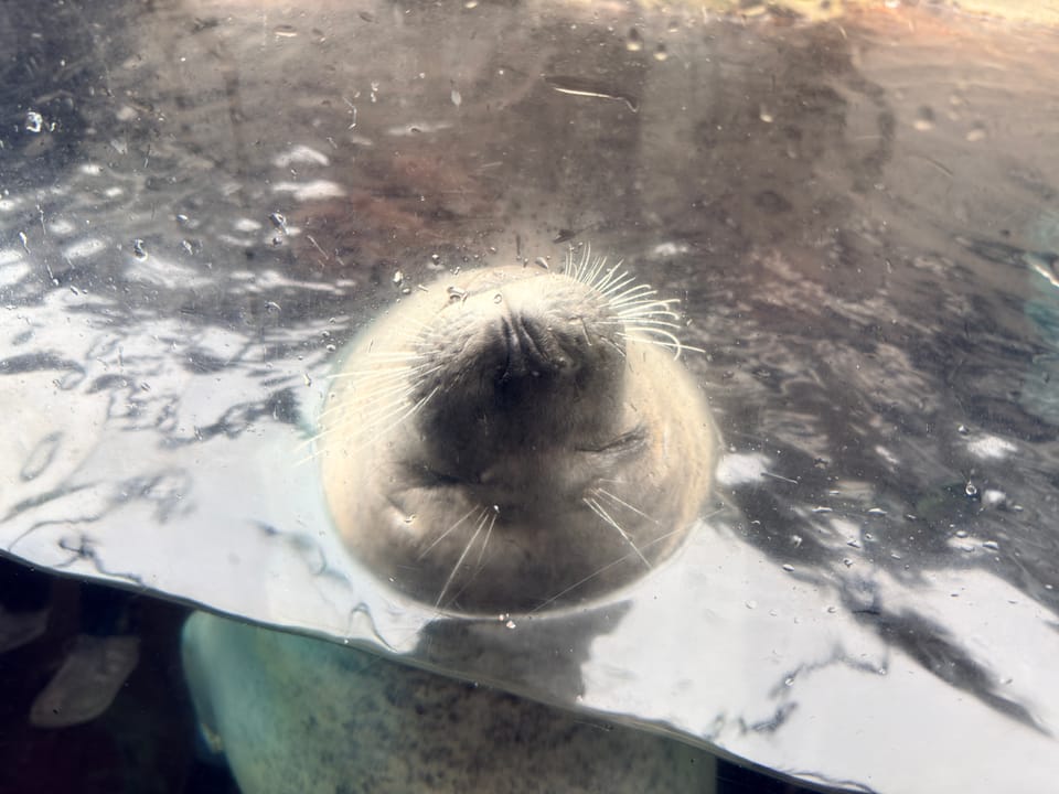 things i think about while powerwashing 163