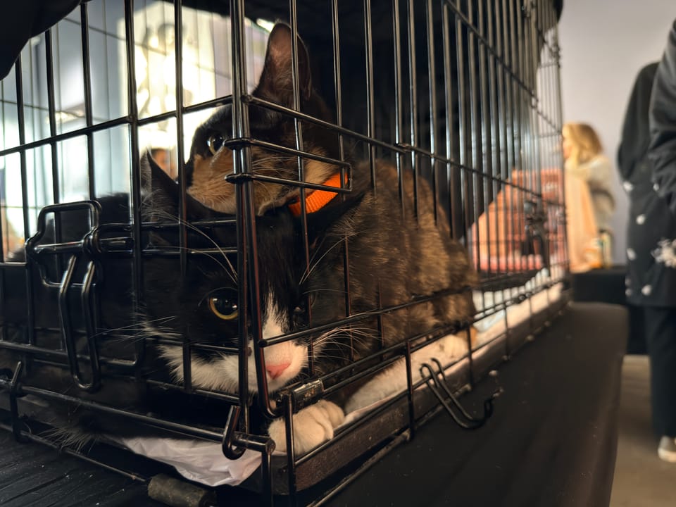 things i think about while powerwashing 165